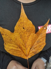 Platanus mexicana