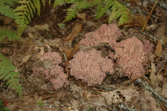 Ramaria botrytis