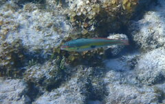 Halichoeres maculipinna