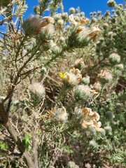 Aspalathus chenopoda