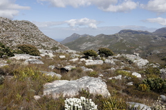 Mimetes fimbriifolius