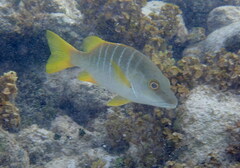 Lutjanus apodus