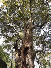 Platanus mexicana