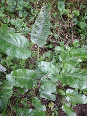 Senecio smithii