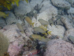 Haemulon carbonarium