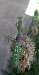 Coptopteryx gayi