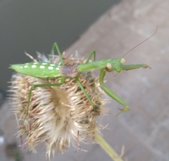 Coptopteryx gayi