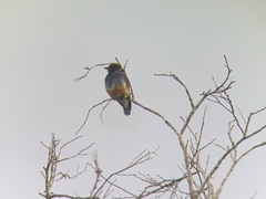 Chelidoptera tenebrosa