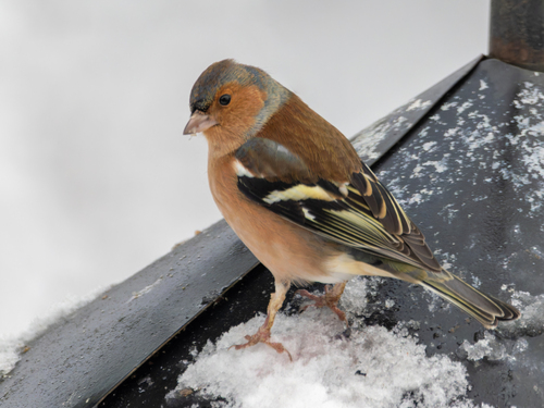 Pinzón vulgar (Fringilla coelebs)