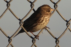 Passerculus sandwichensis beldingi