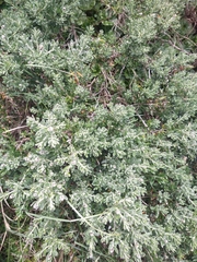 Chiliotrichum diffusum