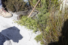 Asparagus lignosus
