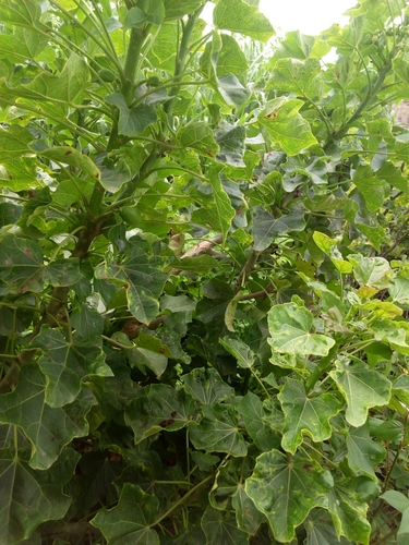 Jatropha curcas image