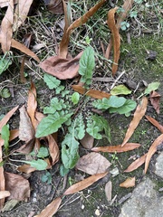 Youngia