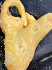 Halichondria panicea