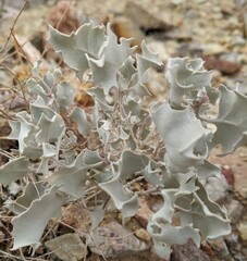 Atriplex hymenelytra