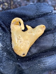 Halichondria panicea