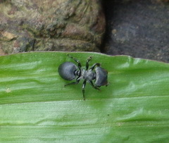 Cephalotes pusillus