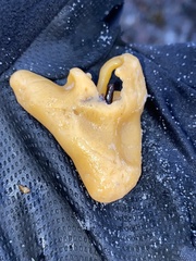 Halichondria panicea