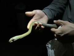 Mastigodryas boddaerti boddaerti