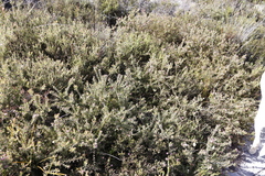 Diastella divaricata divaricata