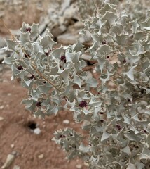 Atriplex hymenelytra