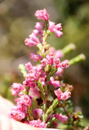 Image of Cud Heath (Erica gnaphaloides) by (c) Tony Rebelo, some rights reserved (CC BY-SA)