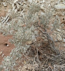 Atriplex hymenelytra