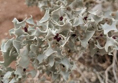 Atriplex hymenelytra