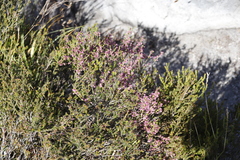 Erica gnaphaloides