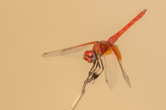Trithemis kirbyi