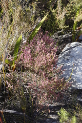 Erica gnaphaloides