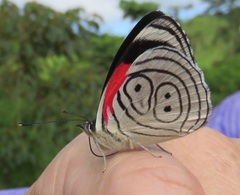 Diaethria neglecta