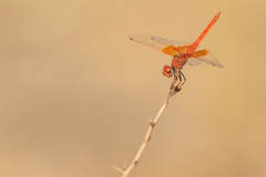 Trithemis kirbyi