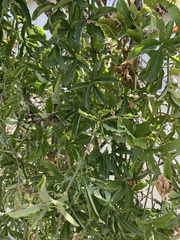 Passiflora caerulea