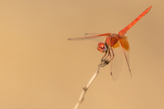 Trithemis kirbyi