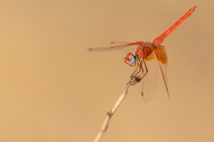 Trithemis kirbyi