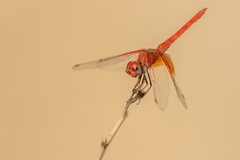 Trithemis kirbyi