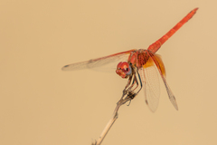 Trithemis kirbyi