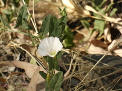 Convolvulus arvensis