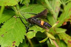 Synanthedon exitiosa