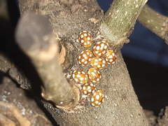 Vibidia duodecimguttata