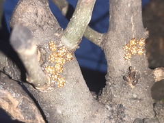 Vibidia duodecimguttata