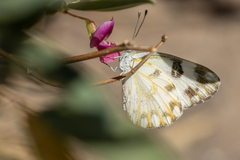 Pierinae