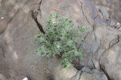 Codon royenii