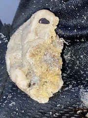 Halichondria panicea