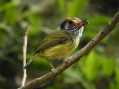 Myiornis auricularis