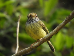 Myiornis auricularis