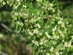 Colletieae