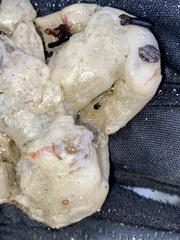 Halichondria panicea